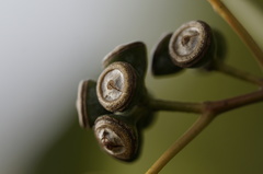 Eucalyptus morrisbyi