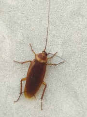 Periplaneta americana