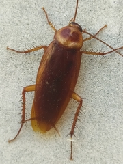Periplaneta americana
