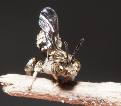 Triopasites spinifera