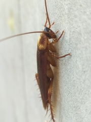 Periplaneta americana