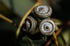 Eucalyptus morrisbyi