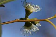 Eucalyptus morrisbyi