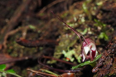 Corybas sinii