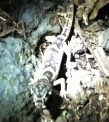 Coleonyx mitratus