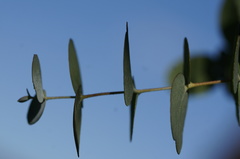 Eucalyptus morrisbyi