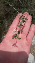 Aloysia decipiens