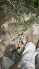 Aloysia decipiens