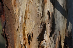 Eucalyptus morrisbyi
