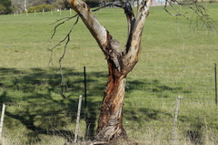 Eucalyptus morrisbyi