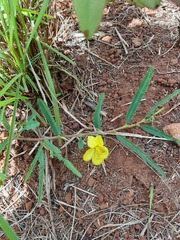 Chamaecrista capensis