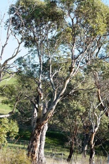 Eucalyptus morrisbyi