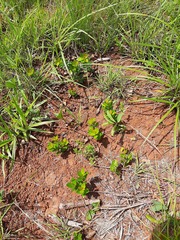 Eugenia albanensis