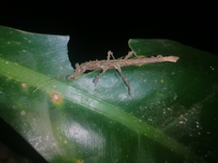 Creoxylus