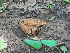 Rana pseudodalmatina