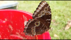 Morpho helenor peleides