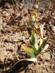 Ferraria variabilis