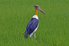 Leptoptilos javanicus