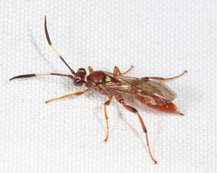 Melanichneumon