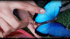 Morpho helenor peleides