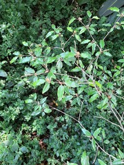 Croton pseudopulchellus