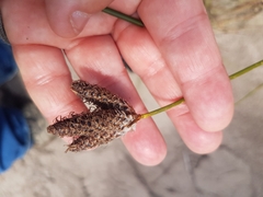 Hellmuthia membranacea