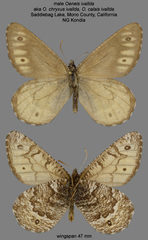 Oeneis chryxus ivallda