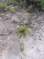 Hellmuthia membranacea