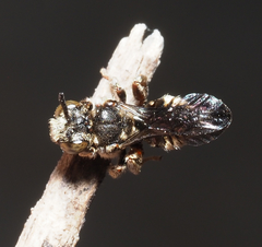 Triopasites spinifera