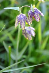 Fritillaria affinis affinis