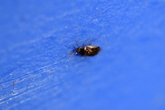 Deraeocoris lutescens