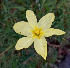 Moraea collina