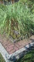 Cymbopogon nardus