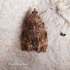 Gatesclarkeana idia