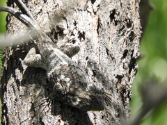 Sceloporus clarkii