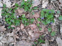 Viola suavis