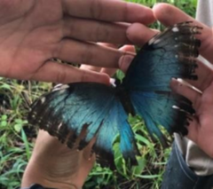 Morpho helenor peleides