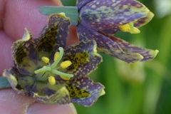 Fritillaria affinis affinis