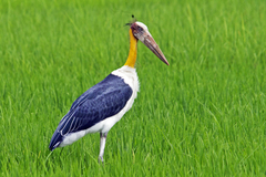 Leptoptilos javanicus