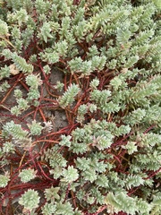 Chenolea diffusa
