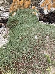 Chenolea diffusa