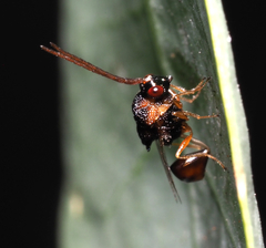 Eucharitinae