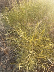 Euclea linearis