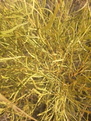 Euclea linearis