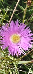 Carpobrotus deliciosus