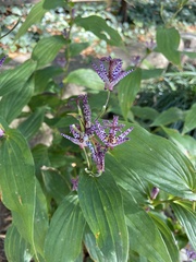 Tricyrtis formosana