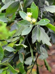 Baccharis glomeruliflora