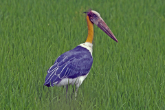 Leptoptilos javanicus