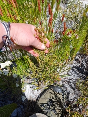 Erica subcapitata