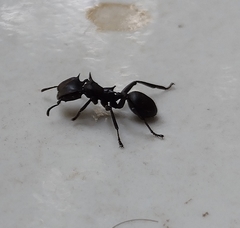 Cephalotes atratus